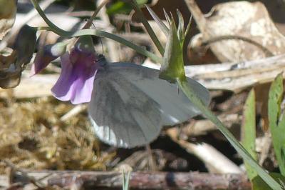 <i>Leptidea sinapis</i>