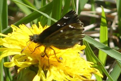 <i>Carcharodus alceae</i>