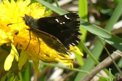 <i>Carcharodus alceae</i>