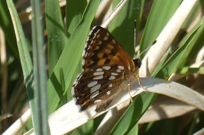 <i>Hamearis lucina</i>