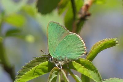 <i>Callophrys rubi</i>