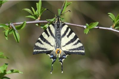 <i>Iphiclides podalirius</i>