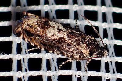 <i>Pammene argyrana</i>