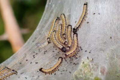 <i>Malacosoma neustria</i>