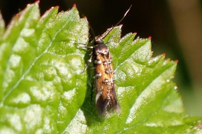 <i>Pancalia leuwenhoekella</i>