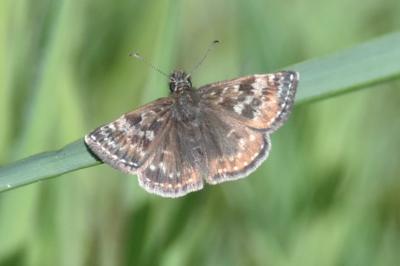 <i>Erynnis tages</i>