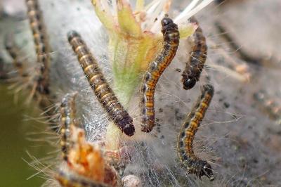 <i>Aporia crataegi</i>
