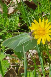 <i>Gonepteryx rhamni</i>
