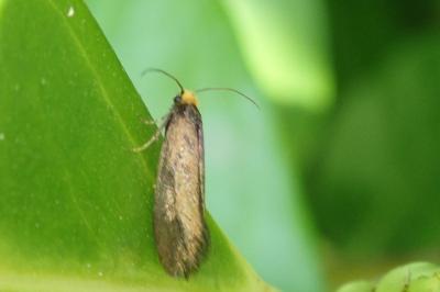 <i>Incurvaria koerneriella</i>