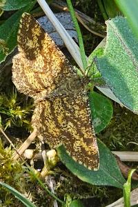 <i>Ematurga atomaria</i>