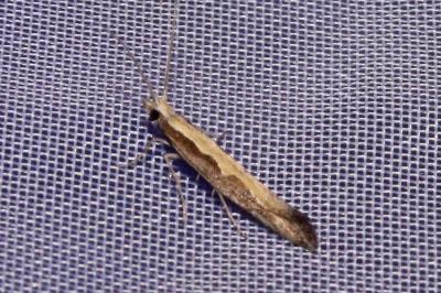 <i>Plutella xylostella</i>
