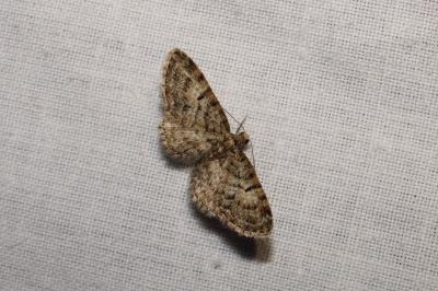 <i>Eupithecia dodoneata</i>