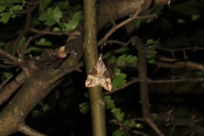 <i>Hypena obsitalis</i>