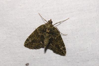 <i>Chloroclysta siterata</i>