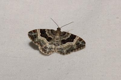 <i>Epirrhoe alternata</i>