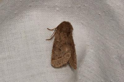 <i>Orthosia cerasi</i>