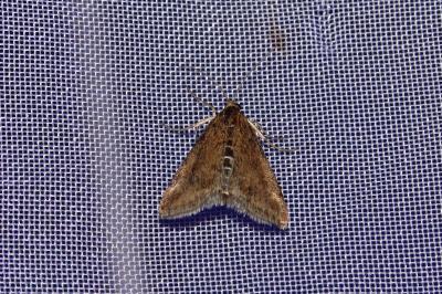 <i>Pyrausta despicata</i>