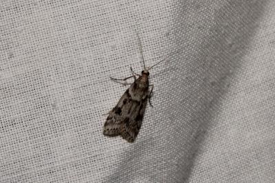 <i>Eudonia angustea</i>