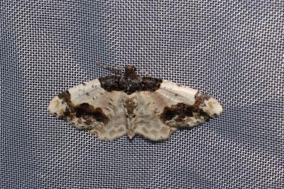 <i>Ligdia adustata</i>