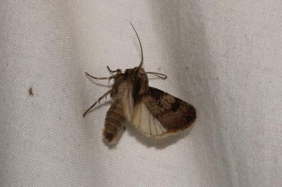 <i>Agrotis puta</i>