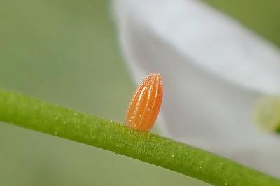 <i>Anthocharis cardamines</i>