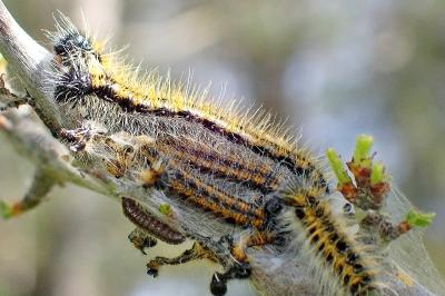<i>Aporia crataegi</i>