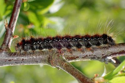 <i>Eriogaster catax</i>
