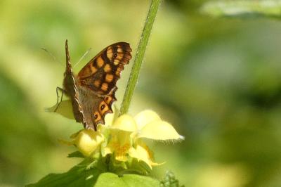 <i>Pararge aegeria</i>