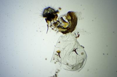 <i>Pammene argyrana</i>