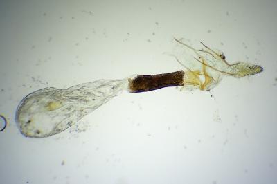 <i>Pseudoswammerdamia combinella</i>
