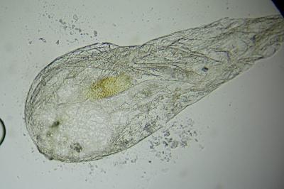 <i>Pseudoswammerdamia combinella</i>