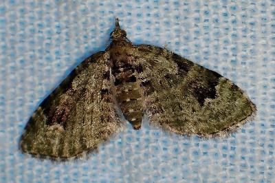 <i>Chloroclystis v-ata</i>