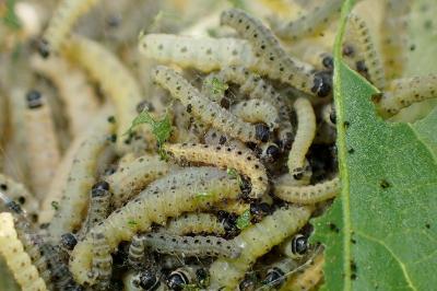 <i>Yponomeuta cagnagella</i>