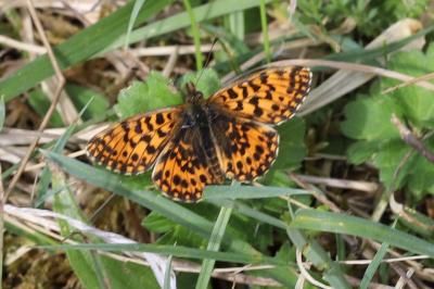 <i>Boloria dia</i>
