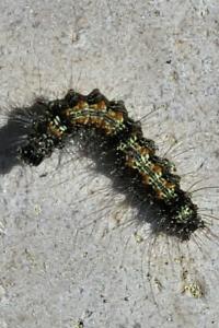 <i>Lithosia quadra</i>