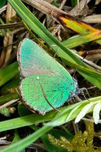 <i>Callophrys rubi</i>