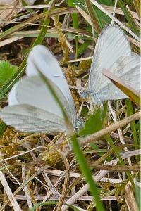 <i>Leptidea sinapis</i>
