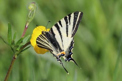 <i>Iphiclides podalirius</i>