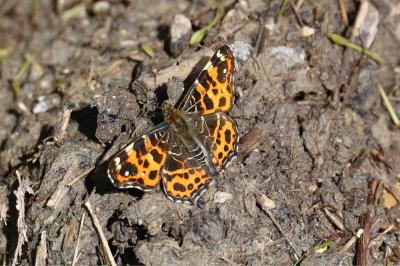 <i>Araschnia levana</i>