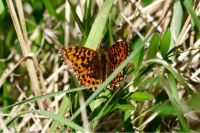 <i>Boloria dia</i>