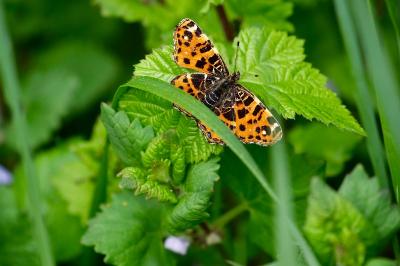 <i>Araschnia levana</i>