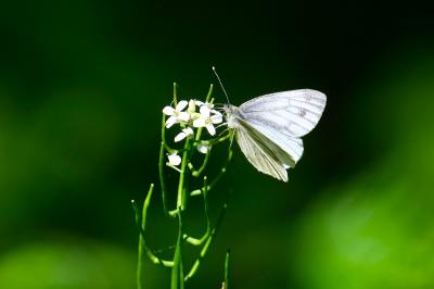 <i>Pieris napi</i>