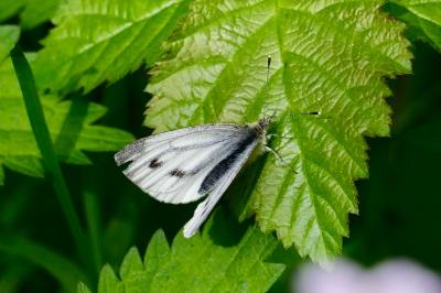 <i>Pieris napi</i>