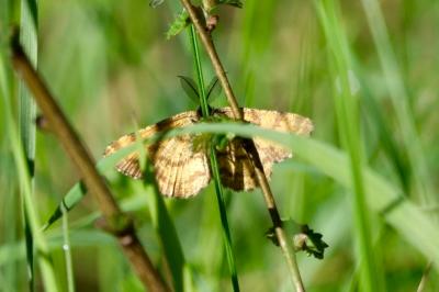 <i>Ematurga atomaria</i>