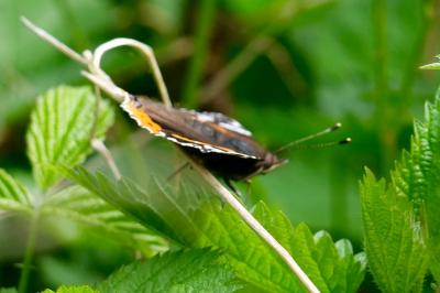 <i>Vanessa atalanta</i>