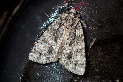 <i>Acronicta rumicis</i>
