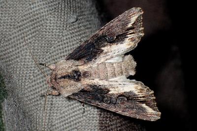 <i>Egira conspicillaris</i>