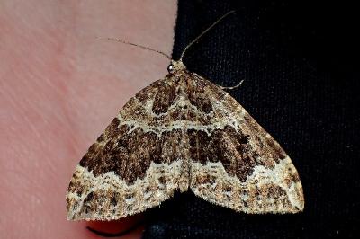 <i>Lampropteryx suffumata</i>