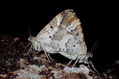 <i>Epirrhoe alternata</i>