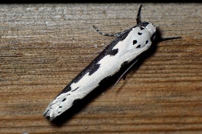 <i>Ethmia bipunctella</i>